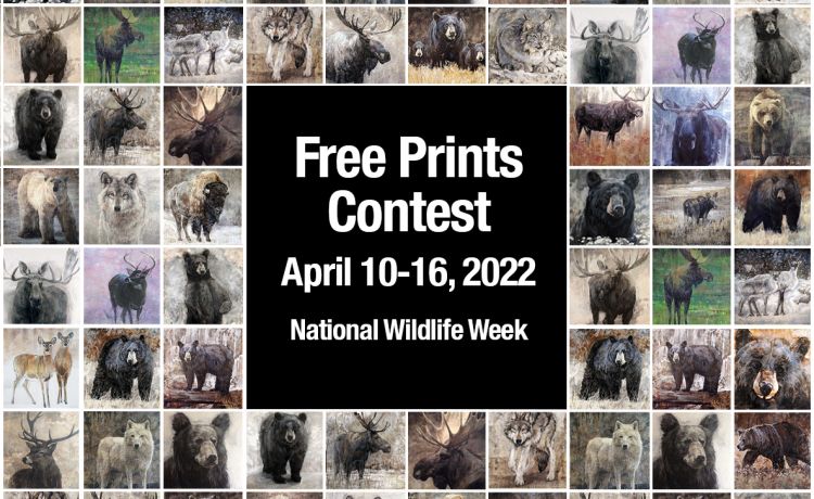 Contest for Free Wildlife Prints