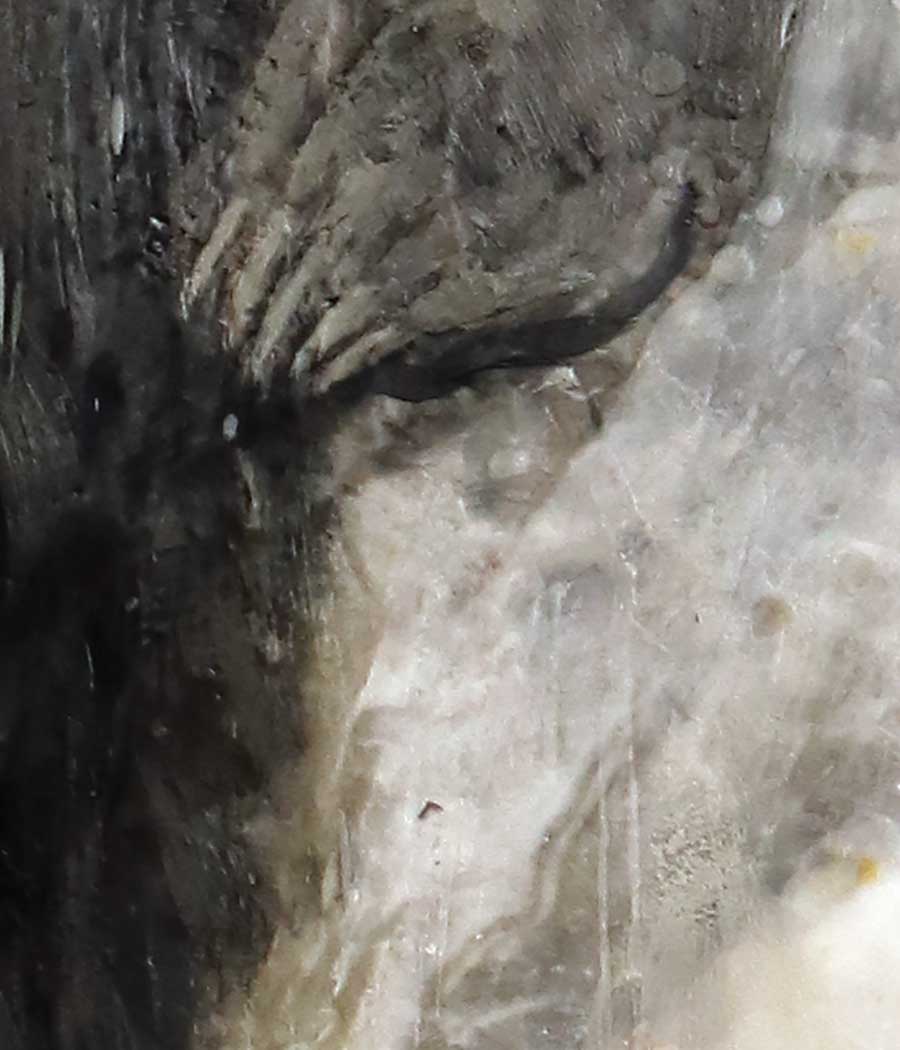 Standing Bear Limited Edition Print