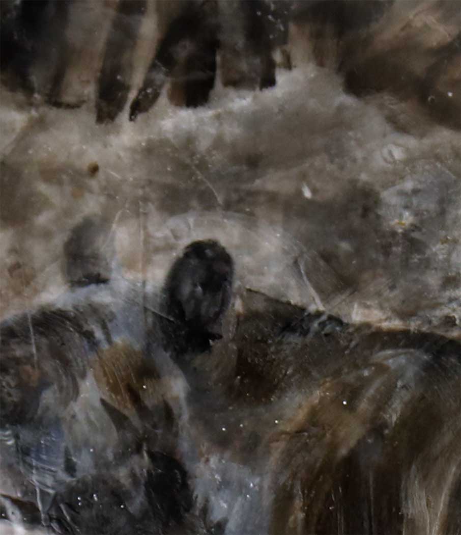 Walking Bear Limited Edition Print